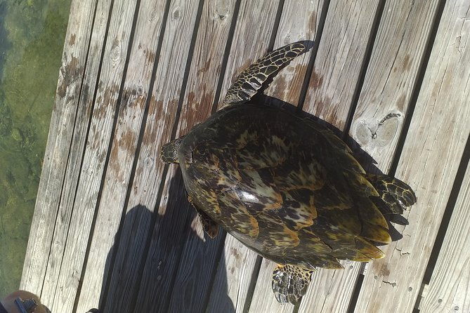 sweetings-cay-mangrove-kayaking-and-turtles