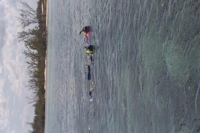 sweetings-cay-mangrove-kayaking-and-turtles