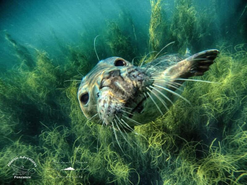 Swim and Snorkel with Seals. Boat Trip Penzance Cornwall - Introduction: A Coastal Adventure in Cornwall
