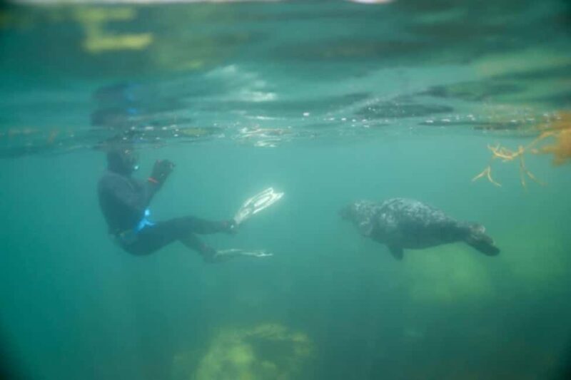 Swim and Snorkel with Seals. Boat Trip Penzance Cornwall - The Sum Up