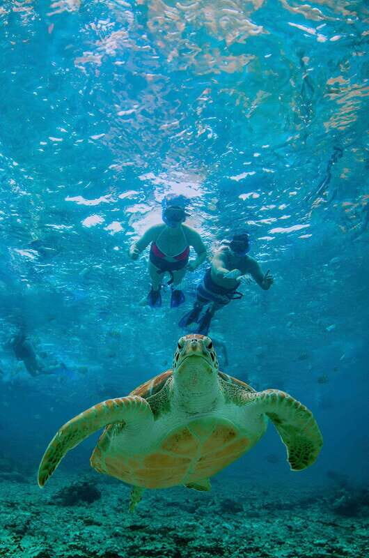 Swim in a Cenote, Snorkel with Turtles in Akumal and Beach Club + Food - Key Points