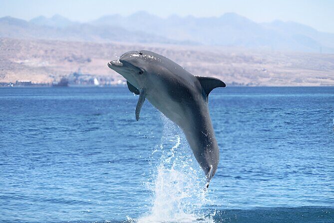 Swim with Dolphin Boat Trip with Snorkeling and Transfer Hurghada - Exploring the "Swim with Dolphins Boat Trip" in Hurghada: An Authentic Red Sea Adventure