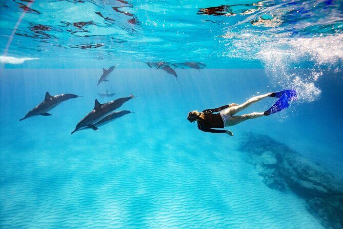 Swim with Dolphin Boat Trip with Snorkeling and Transfer Hurghada - Deep Dive into the Experience