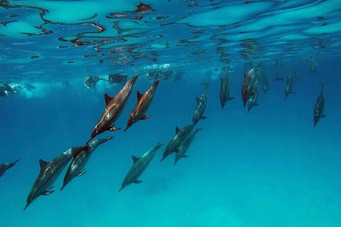 Swim with Dolphin Boat Trip with Snorkeling and Transfer Hurghada - Who Will Love This Tour?