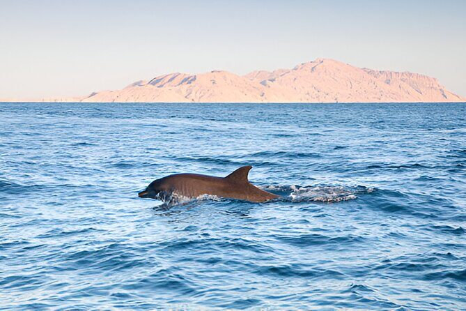 Swim with Dolphin Boat Trip with Snorkeling and Transfer Hurghada - FAQ