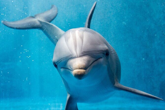 Swim with dolphin By Private Speed Boat and Sub wing Game - Hurghada - A Closer Look at the Itinerary