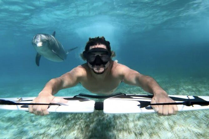 Swim with dolphin By Private Speed Boat and Sub wing Game - Hurghada - FAQ