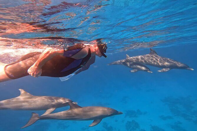 Swim With Dolphins at Dolphin House With Lunch - Hurghada - Introduction