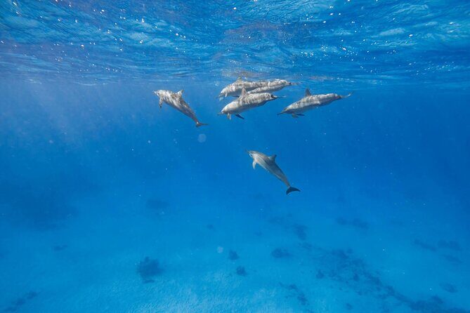Swim With Dolphins at Dolphin House With Lunch - Hurghada - Key Points
