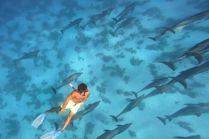 Swim With Dolphins at Dolphin House With Lunch - Hurghada - What Makes This Tour Stand Out