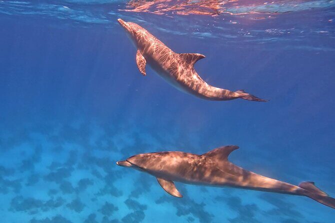 Swim With Dolphins at Dolphin House With Lunch - Hurghada - Practical Tips for Travelers