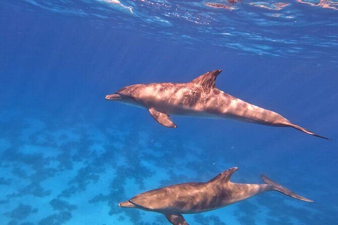 Swim With Dolphins at Dolphin House With Lunch - Hurghada - FAQ