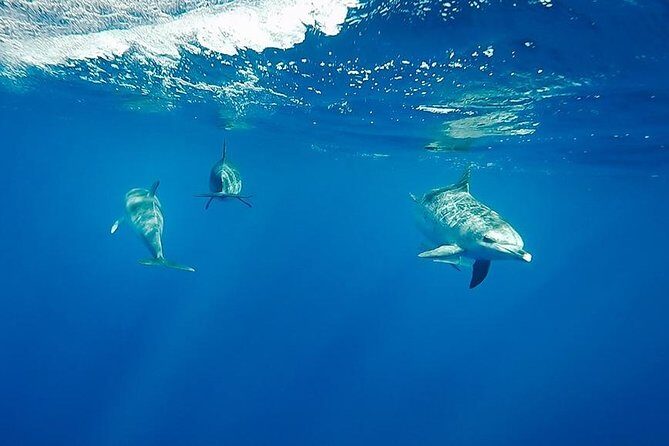 Swim with Dolphins in the Azores - The Value: Is It Worth the Price?