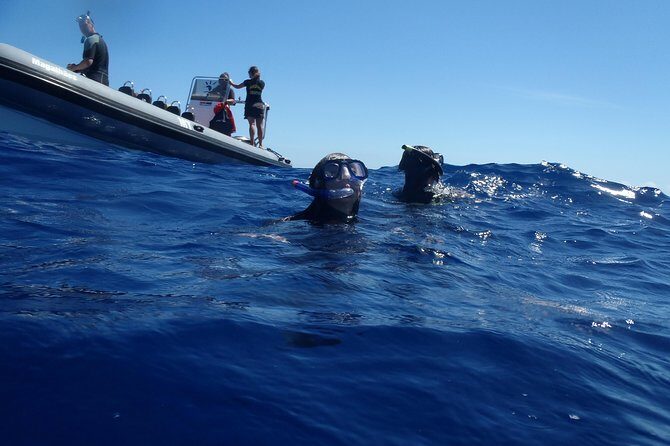 Swim with Dolphins in the Azores - Who Will Love This Tour?