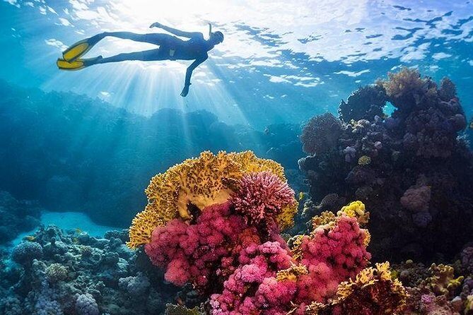 Swim with Dolphins Sea Trip, Water Sport With Lunch and Transfer - Hurghada - Exploring the Details: What to Expect on the Trip