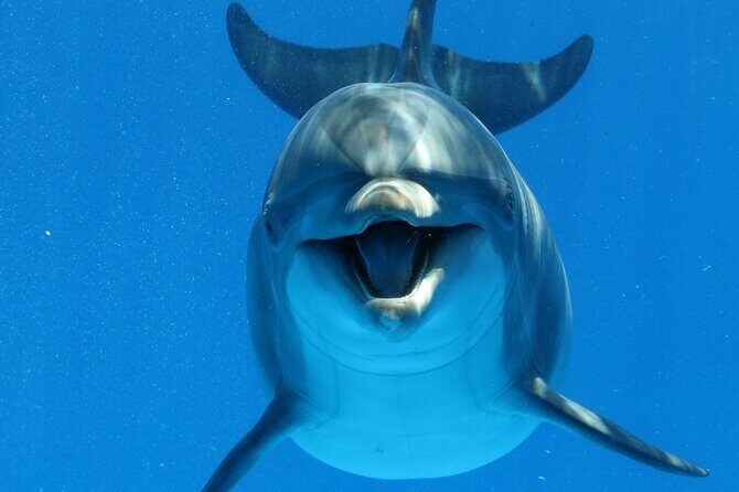 Swim with Dolphins Sea Trip, Water Sport With Lunch and Transfer - Hurghada - Who Will Love This Tour?
