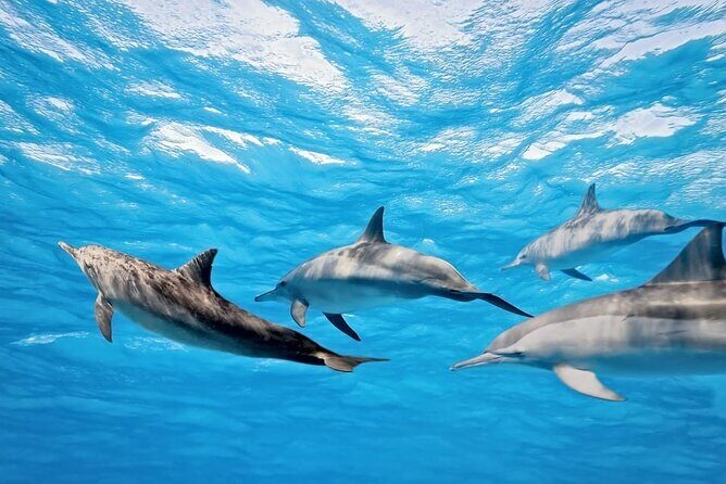 Swim with Dolphins & Snorkeling in Hurghada  Boat Trip & Lunch - Authentic Adventures in Hurghada: Swim with Dolphins & Snorkel in the Red Sea