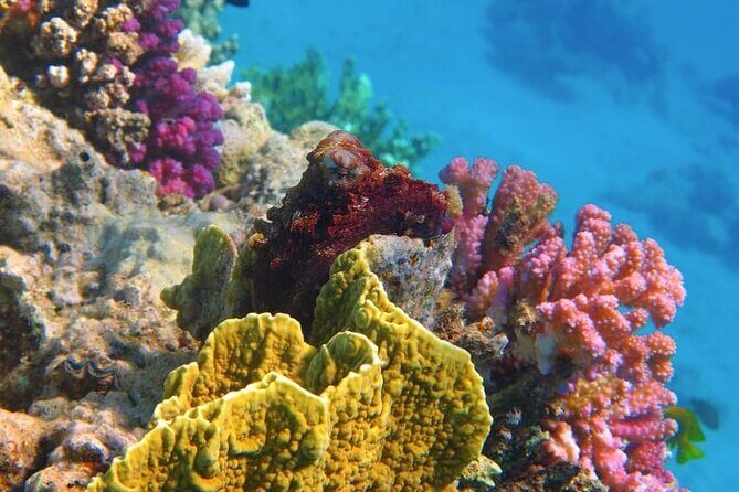 Swim with Dolphins & Snorkeling in Hurghada  Boat Trip & Lunch - A Closer Look at the Experience
