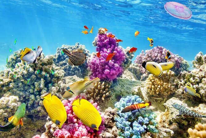 Swim with Dolphins & Snorkeling in Hurghada  Boat Trip & Lunch - Who Should Consider This Tour?