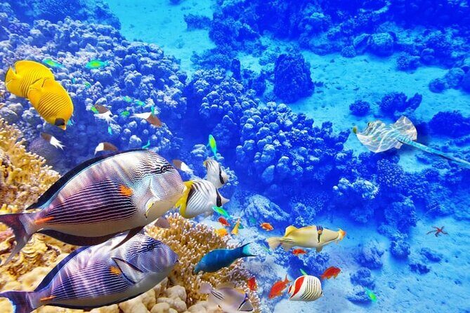 Swim with Dolphins & Snorkeling in Hurghada  Boat Trip & Lunch - Frequently Asked Questions
