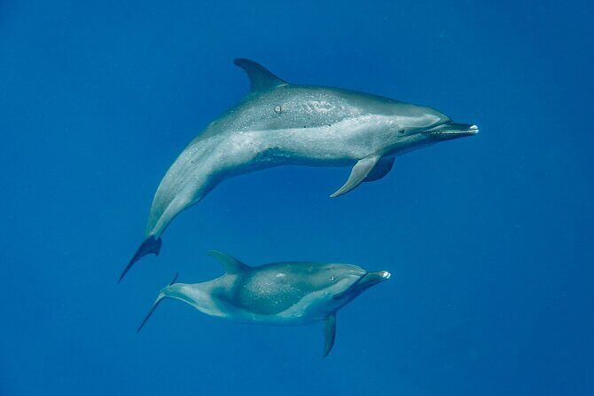Swim With Dolphins & Turtles in West Oahu (Semi-Private Tours) - Final Thoughts: Is It Worth It?