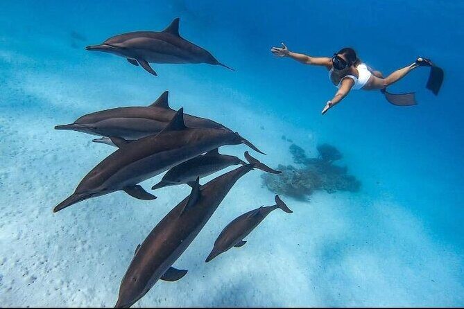 Swim with Dolphins VIP snorkeling Boat Trip with lunch - Hurghada - Key Points  