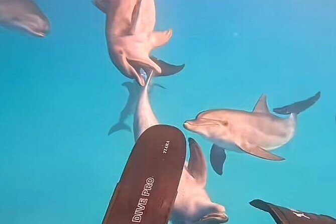 Swim with Dolphins VIP snorkeling Boat Trip with lunch - Hurghada - What to Expect from the Hurghada Dolphin Snorkeling Tour