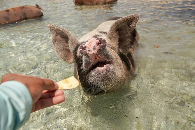 swim-with-famous-pigs-at-rose-island