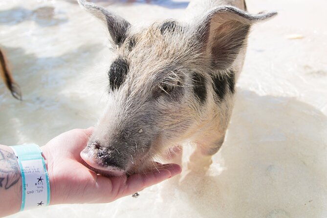swim-with-famous-pigs-at-rose-island