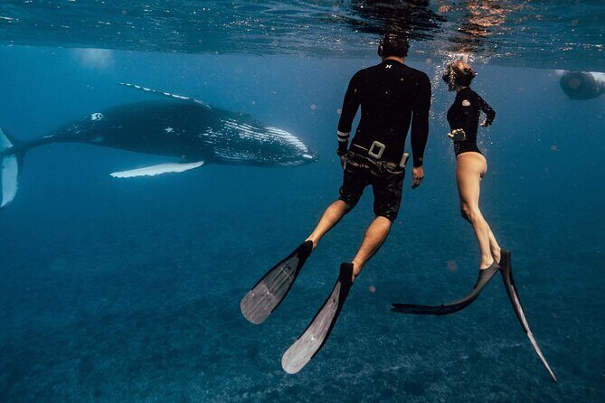 Swim with humpback whales - Why It’s a Good Value