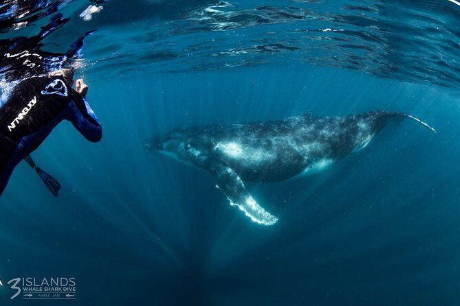 Swim with Humpback Whales - Ningaloo Reef - 3 Islands Whale Shark Dive - An In-Depth Look at the Tour Experience