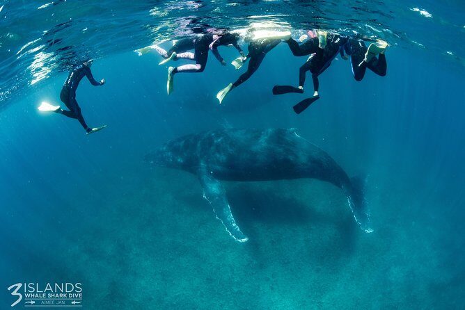 Swim with Humpback Whales - Ningaloo Reef - 3 Islands Whale Shark Dive - The True Value of This Experience