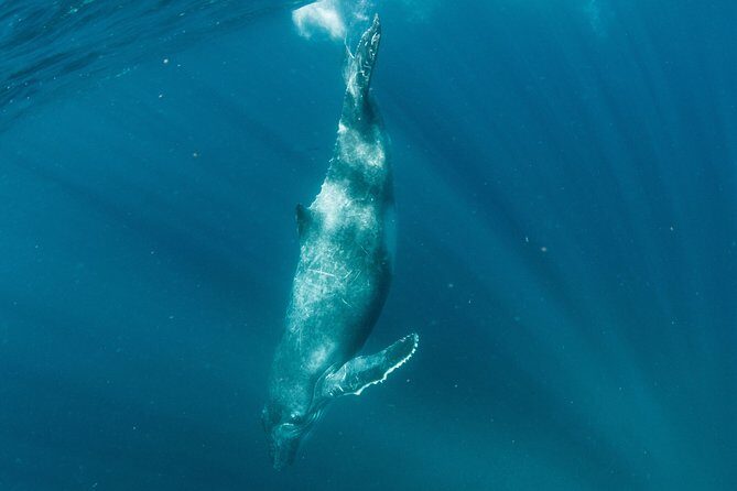 Swim with Humpback Whales - Ningaloo Reef - 3 Islands Whale Shark Dive - Final Thoughts: Who Is This Tour Best For?