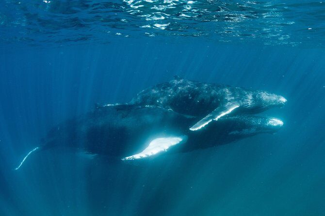 Swim with Humpback Whales - Ningaloo Reef - 3 Islands Whale Shark Dive - FAQ