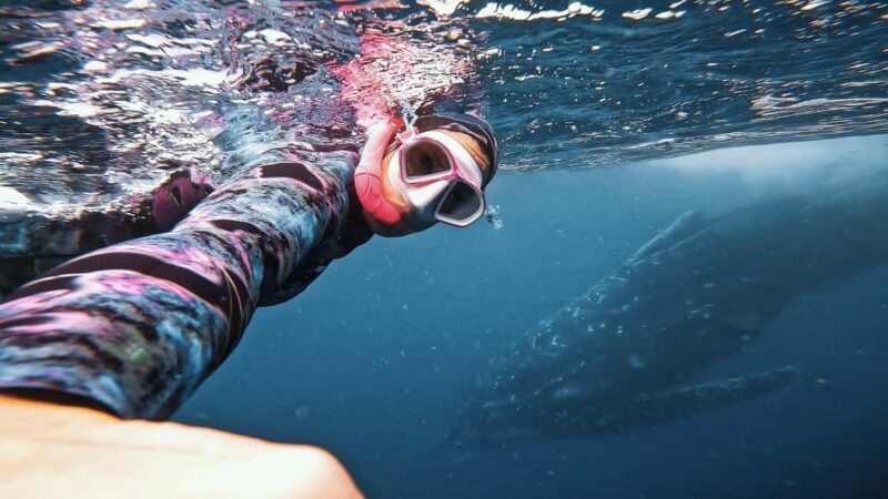 Swim with Humpback Whales: Sunshine Coast - Introducing a Unique Ocean Encounter