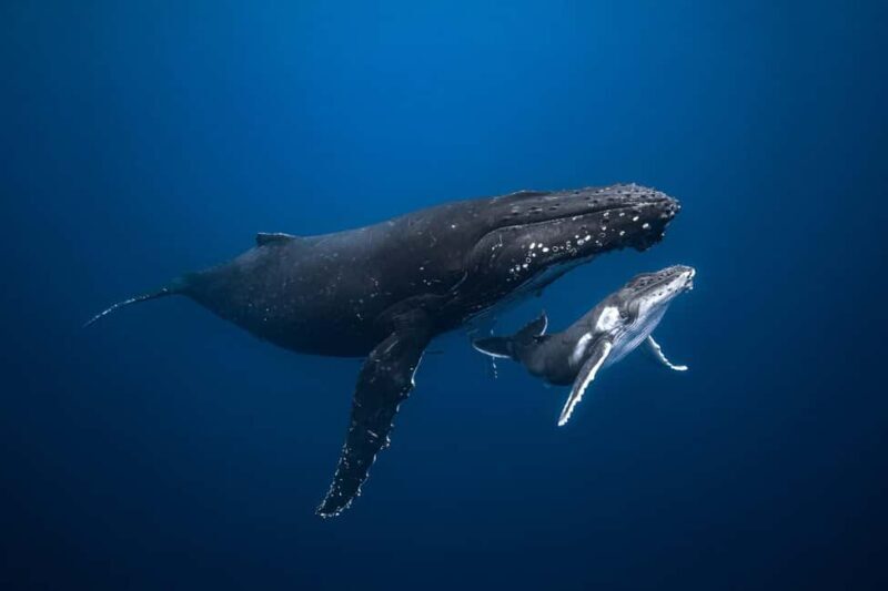 Swim with Humpback Whales: Sunshine Coast - Key Points