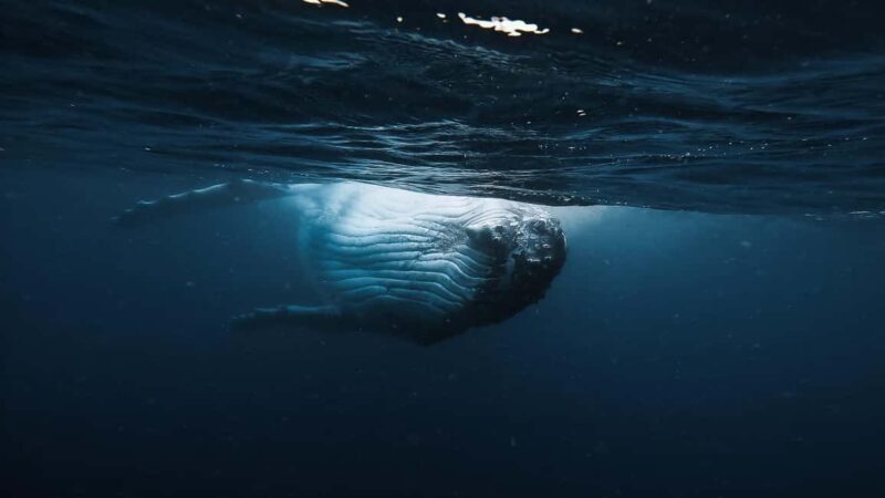 Swim with Humpback Whales: Sunshine Coast - Final Thoughts