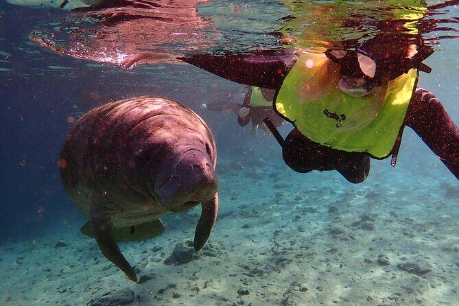 Swim with Manatees: Eco-Educational Tour in Crystal River - Why This Tour Is Best For