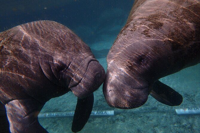Swim with Manatees: Eco-Educational Tour in Crystal River - Final Thoughts