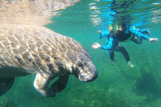 swim-with-manatees-in-crystal-river-florida