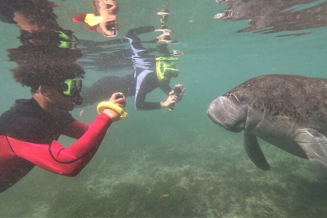 swim-with-manatees-in-crystal-river-florida