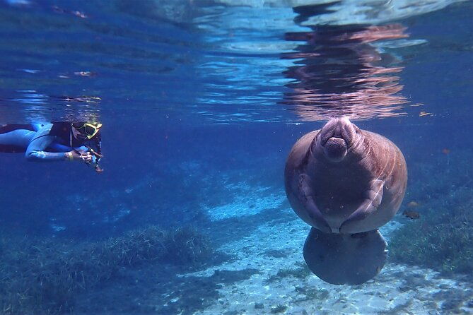 swim-with-manatees-in-crystal-river-florida
