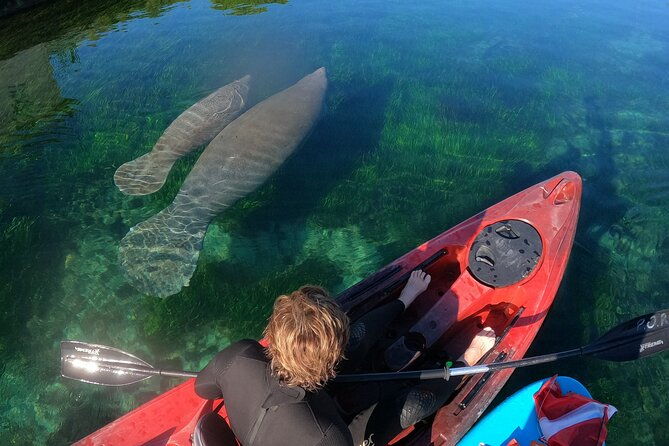 swim-with-manatees-in-crystal-river-florida