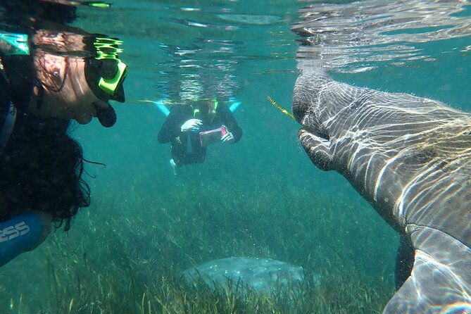 swim-with-manatees-in-crystal-river-florida