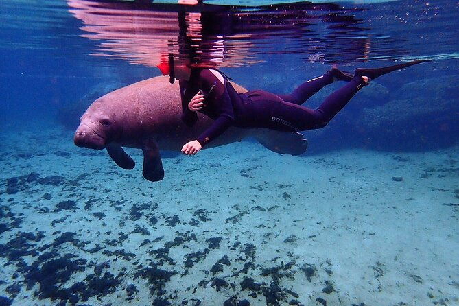 swim-with-manatees-in-crystal-river-florida