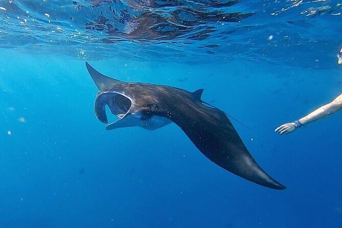 Swim With Manta Rays Snorkeling and West Penida - Discovering the Swim With Manta Rays Snorkeling and West Penida Tour