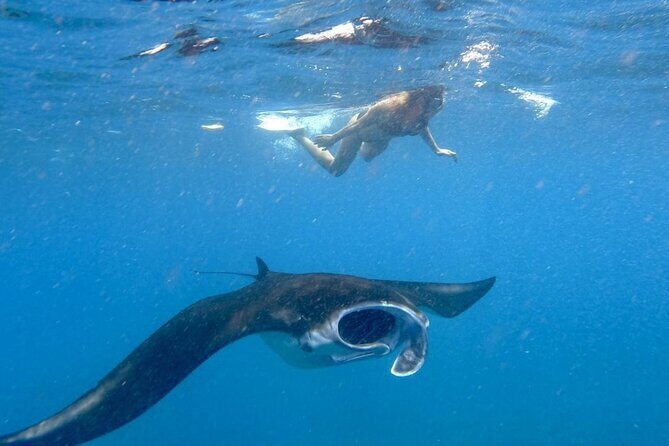 Swim With Manta Rays Snorkeling Nusa Penida - The Sum Up