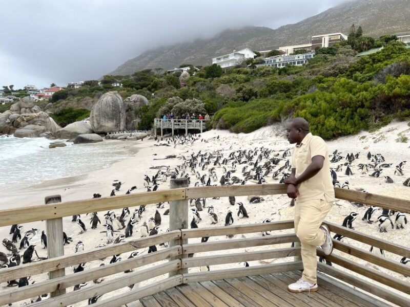 Swim with Penguins at Boulders Beach Penguin Colony - Key Points