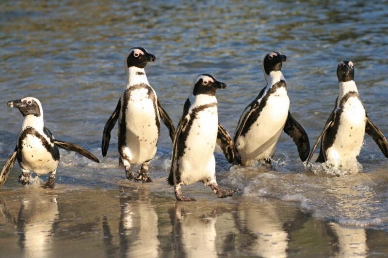 Swim with Penguins at Boulders Beach Penguin Colony - An In-Depth Look at the Experience
