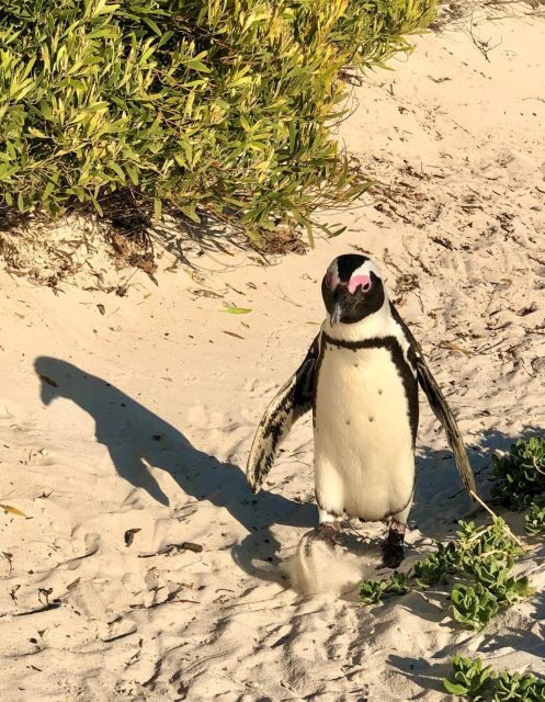 Swim with Penguins at Boulders Beach Penguin Colony - FAQ
